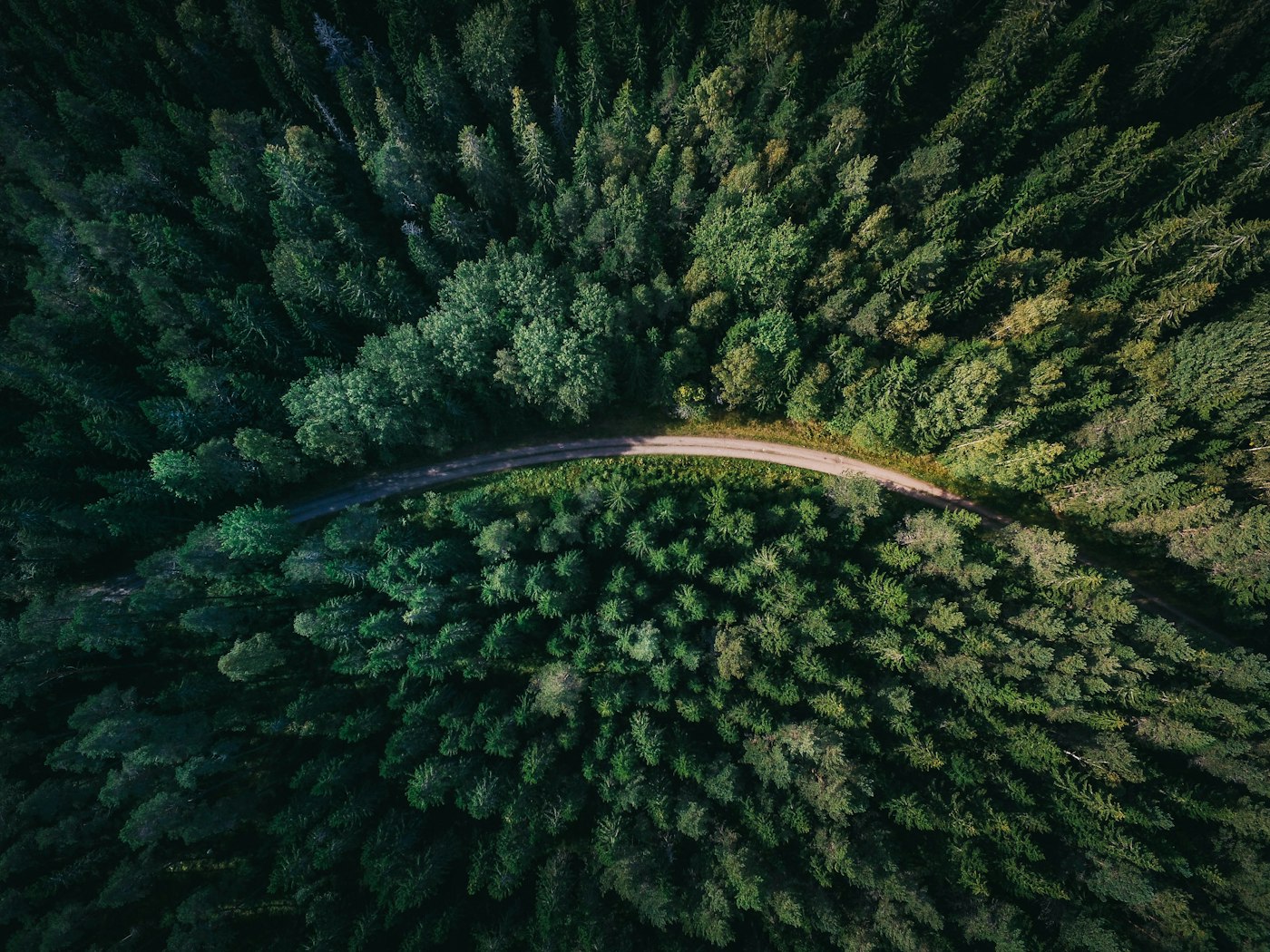 Aerial forest