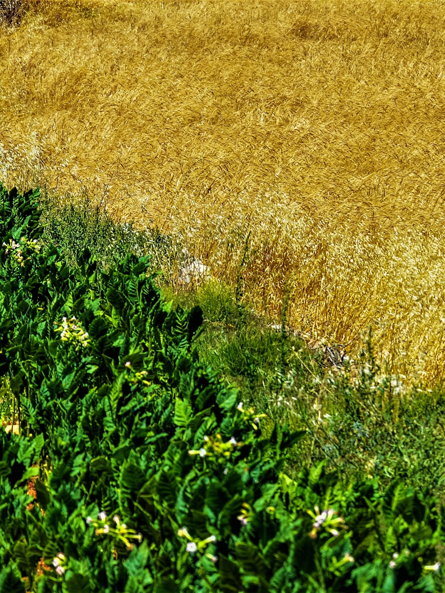 Aerial farmland