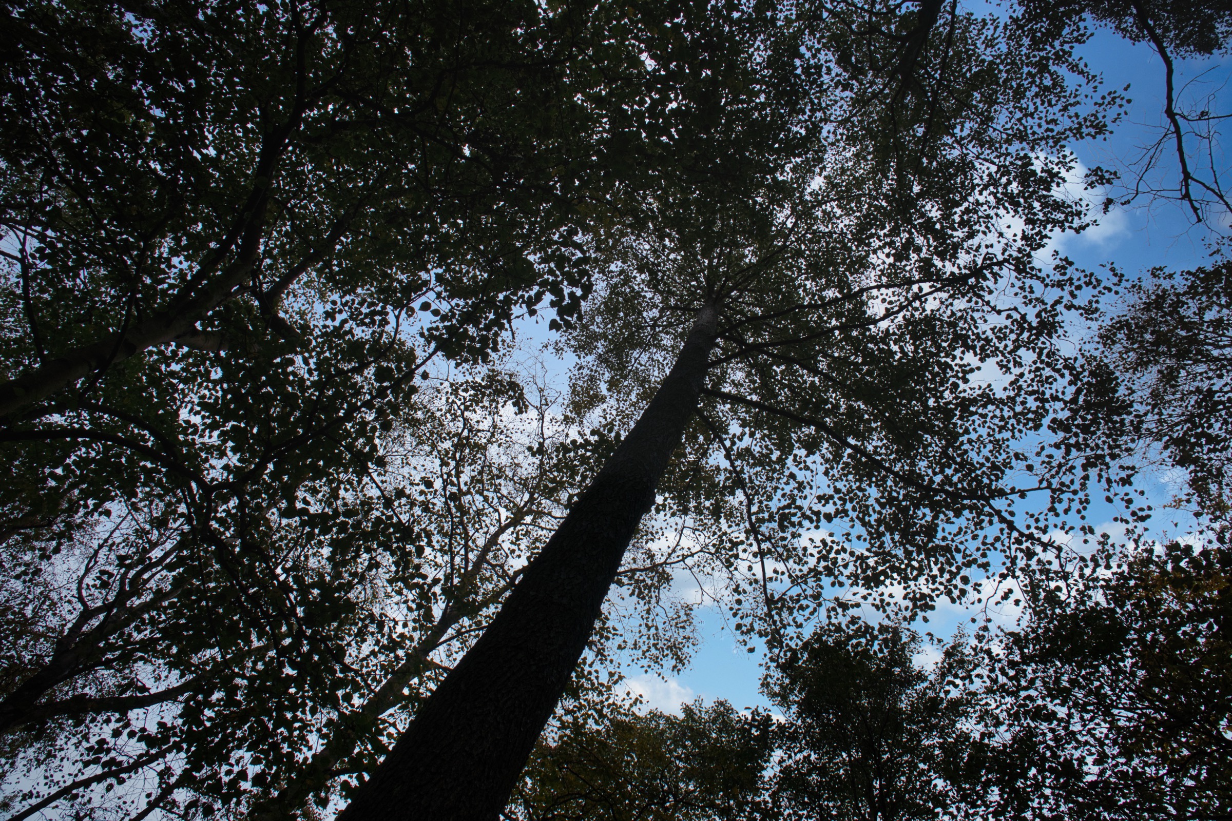 View up into the crown of a larch tree