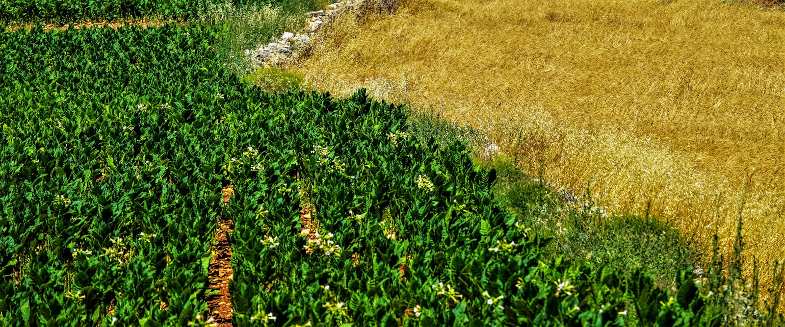 Aerial view of a field split between green and ripening crops