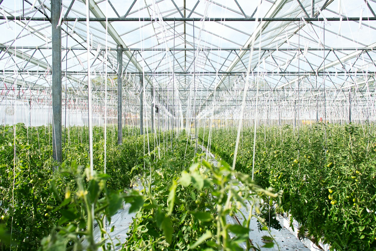 Rows of young crops inside a modern greenhouse