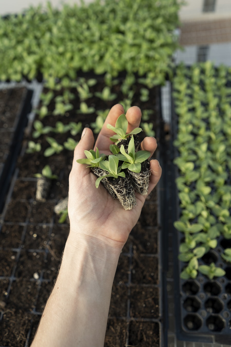 Hand holding a young seedling above propagation trays
