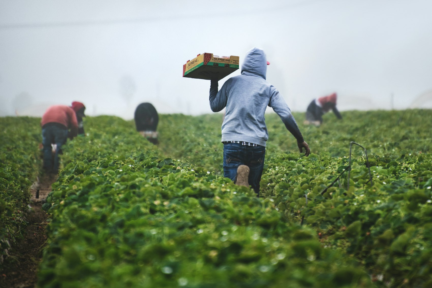 Field crew harvesting produce together