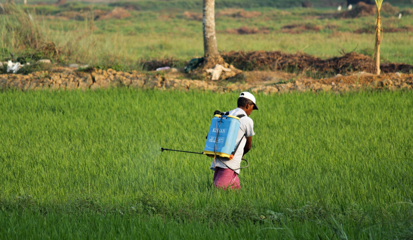 Farmer treating young rice crops in a green field