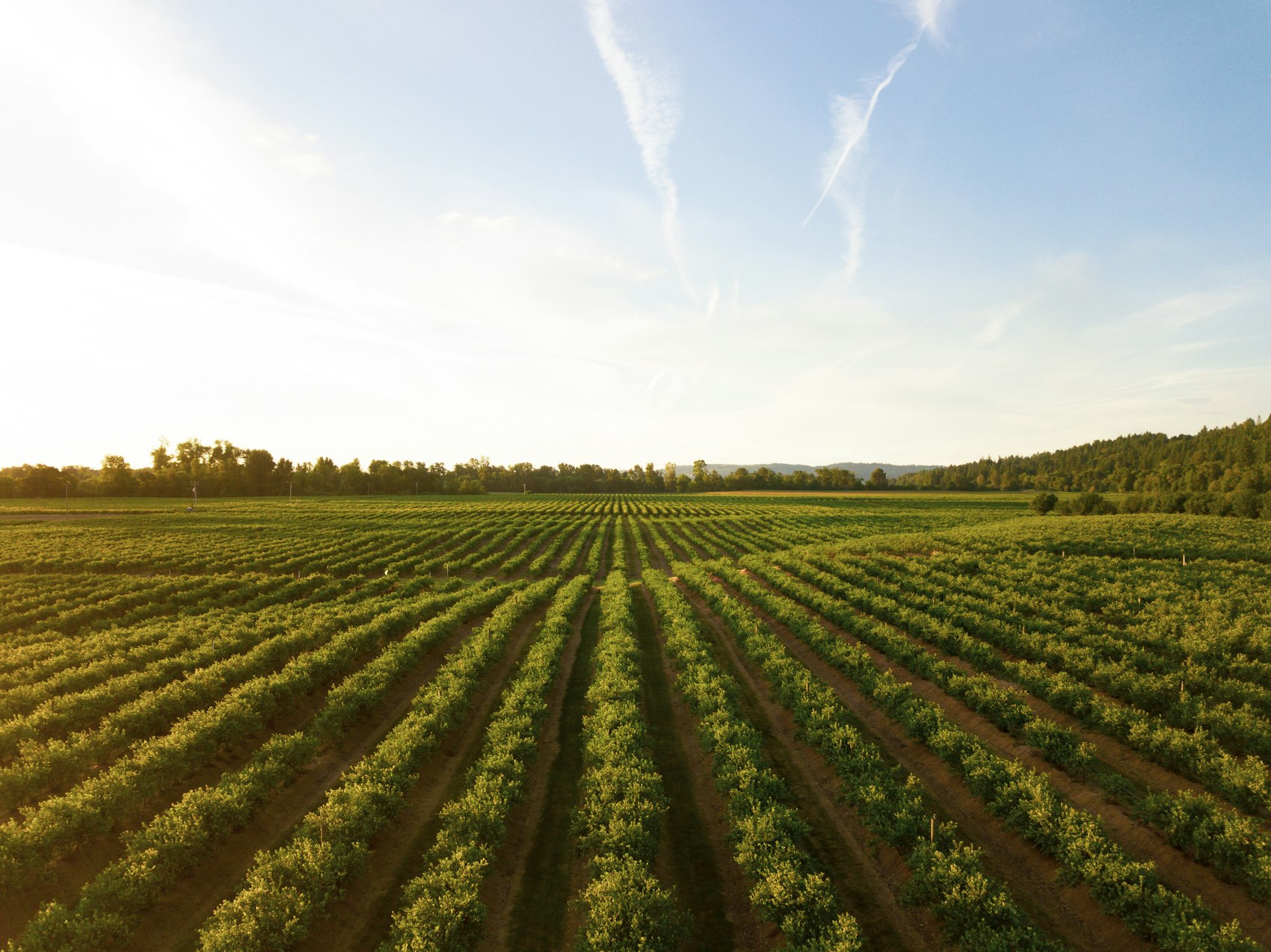 Healthy crop rows stretching across open farmland