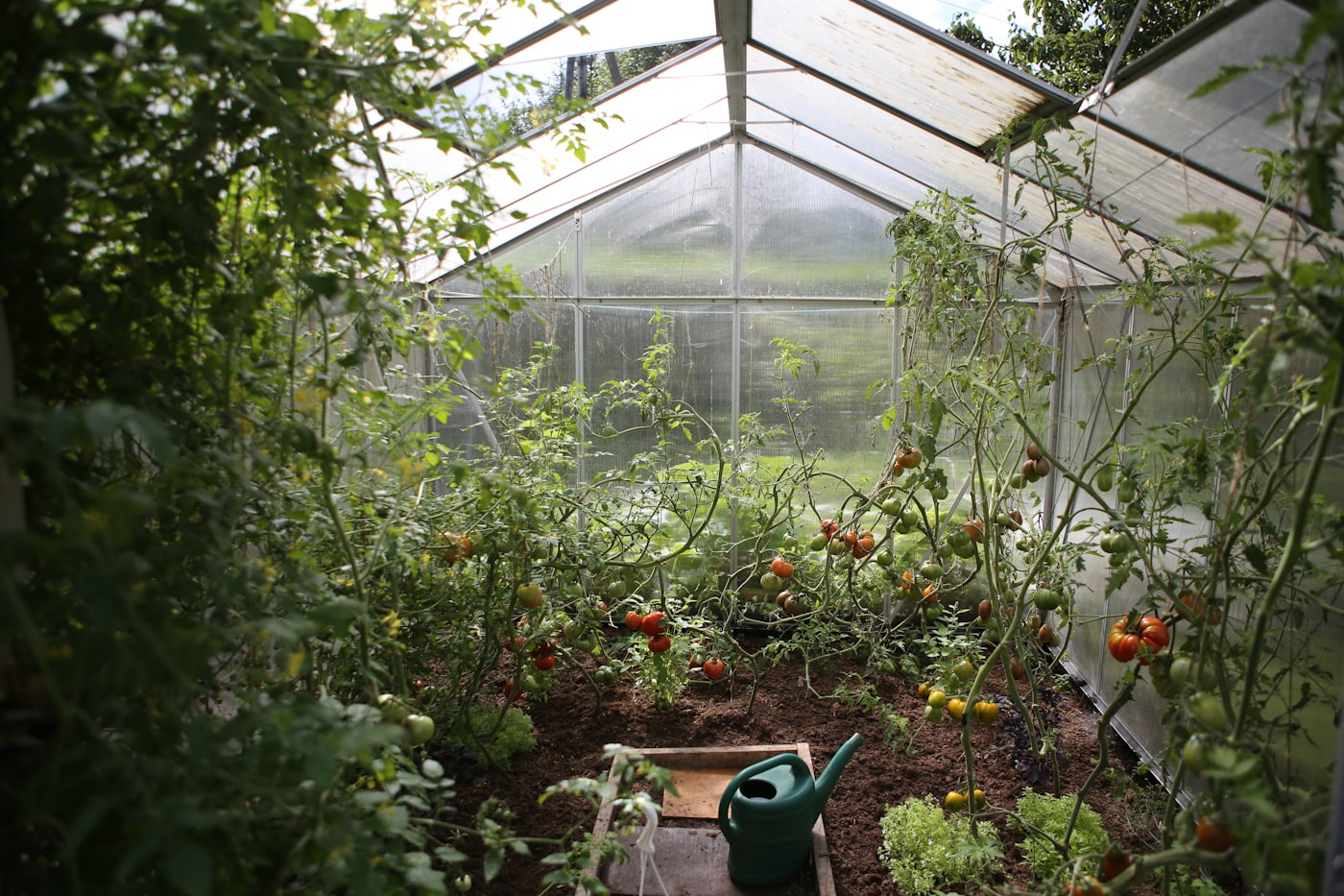Tomato plants growing inside a glass greenhouse
