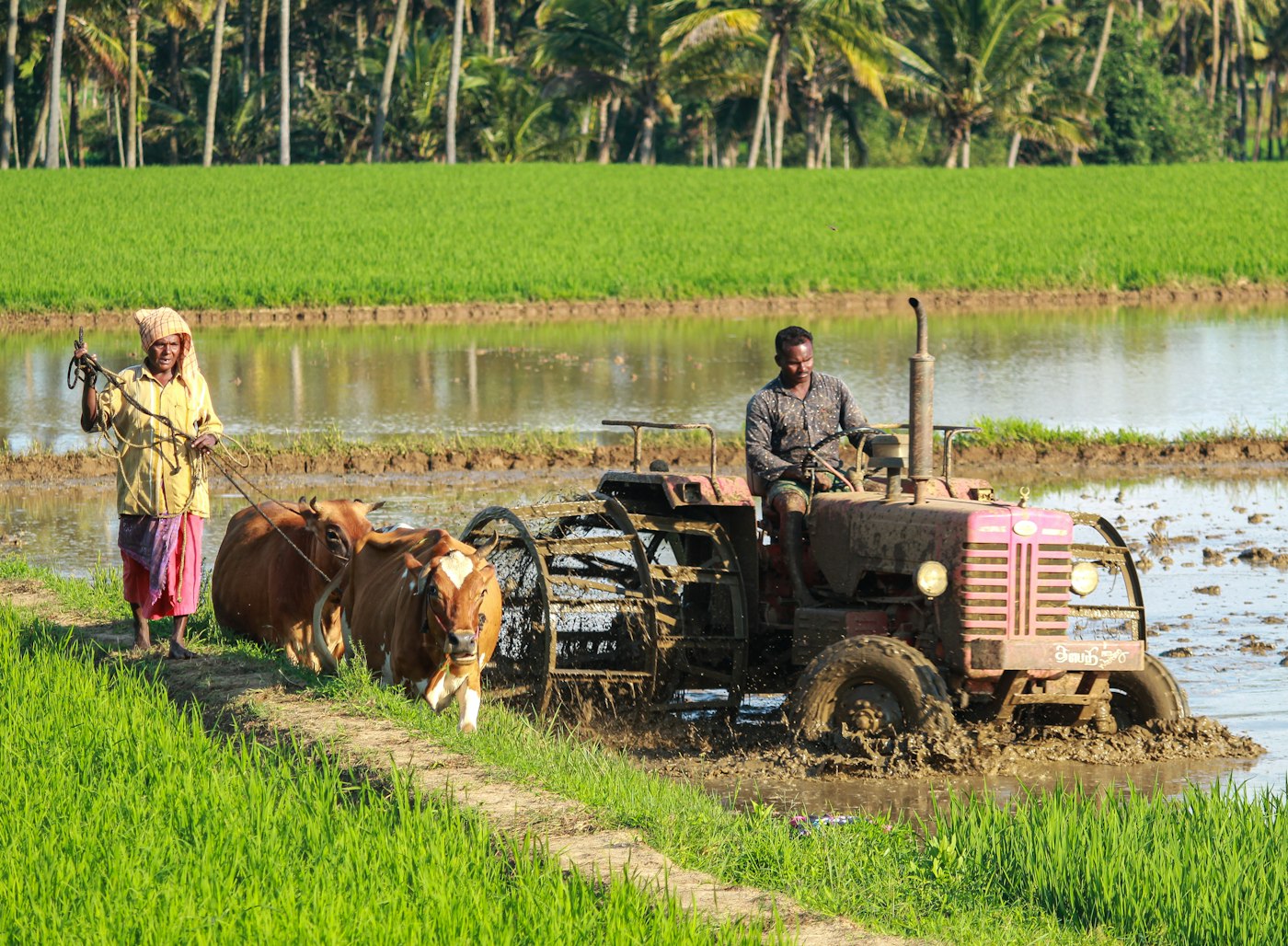 Farmers working flooded paddy fields with a tractor