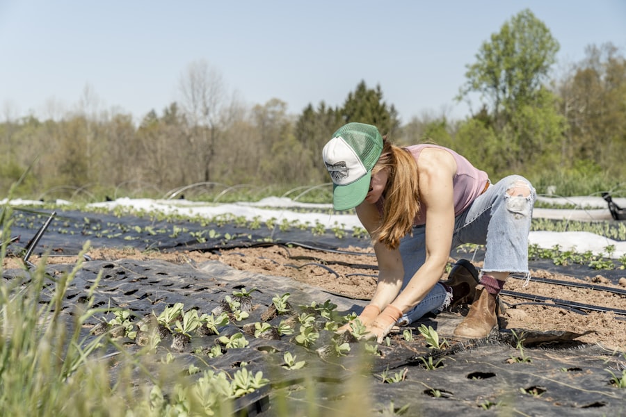 Grower planting young seedlings in open field rows